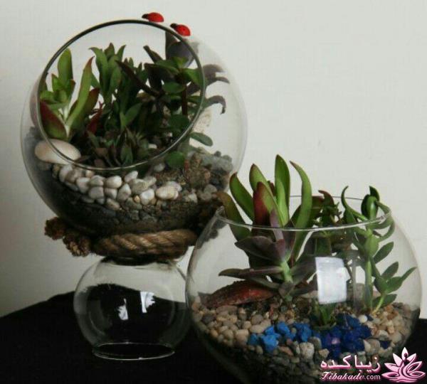 تراریوم های رومیزی 